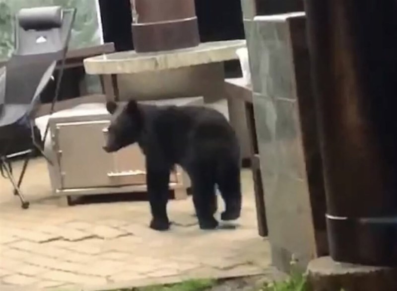 台東林区管理処提供