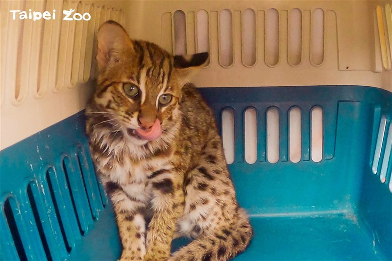 捲心酥＝台北市立動物園提供