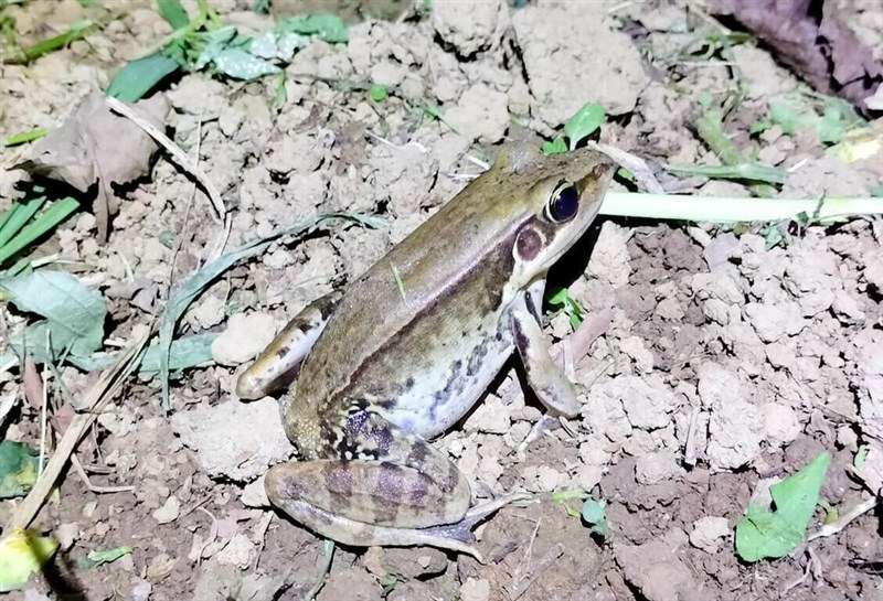 新北市政府動物保護防疫処提供