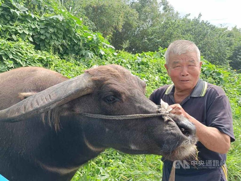 農作業で活躍の水牛が勇退 余生は県の飼育施設で／台湾 - フォーカス台湾