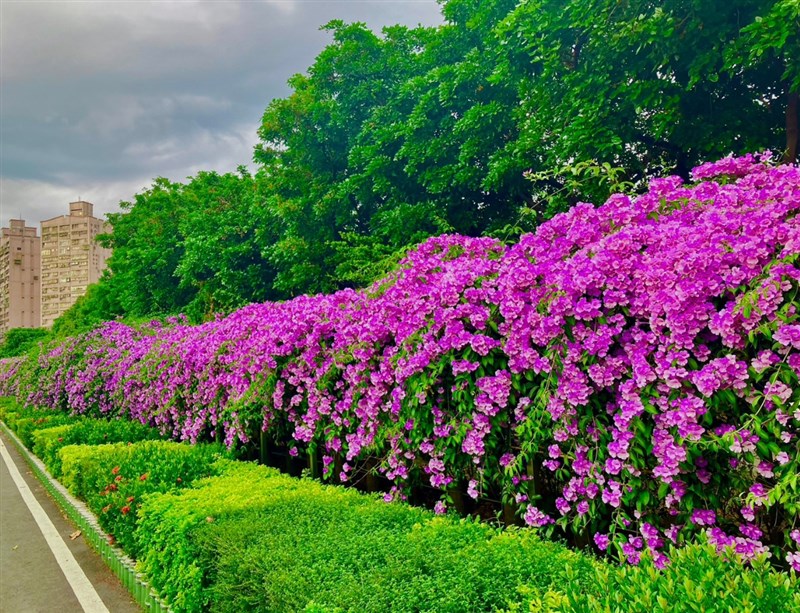 新北市でニンニクカズラが鮮やかに 秋を彩る景色 - フォーカス台湾