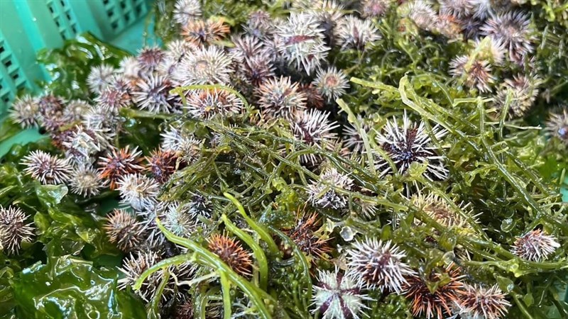 澎湖漁業生物研究センター提供