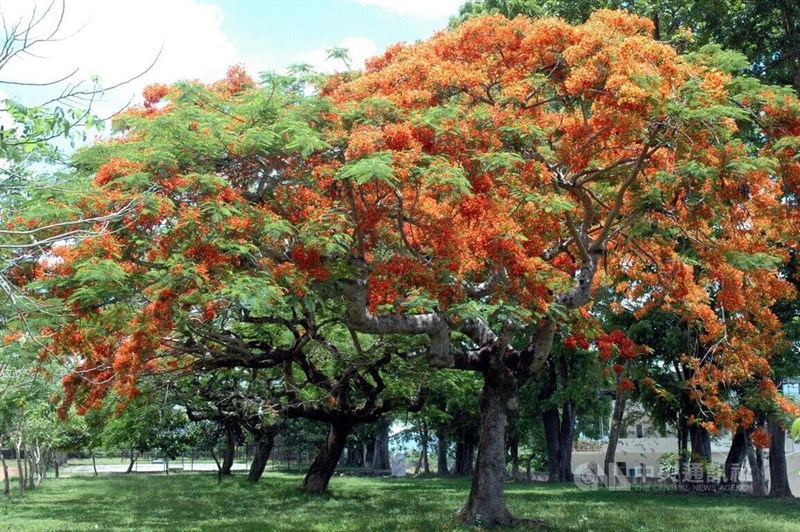 【稀少レア１点物】巨木★巨大樹木★自然派ナチュラル系、生け花【関東圏内送料無料】 稀少レア1点物】巨木☆巨大樹木☆自然派ナチュラル系、生け花【関東