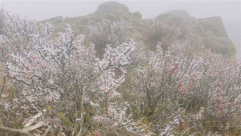 玉山北峰で観測された霧氷（中央気象署提供）