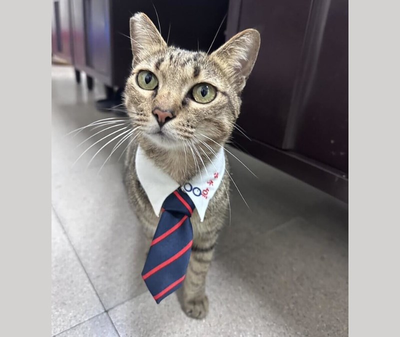 台東駅に住み着き、駅職員特製のネクタイを付けた野良猫「小不点」＝台東駅提供