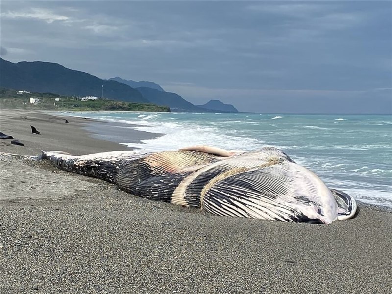 2020年、台東の海岸で発見されたシロナガスクジラの死骸=台東山猪提供