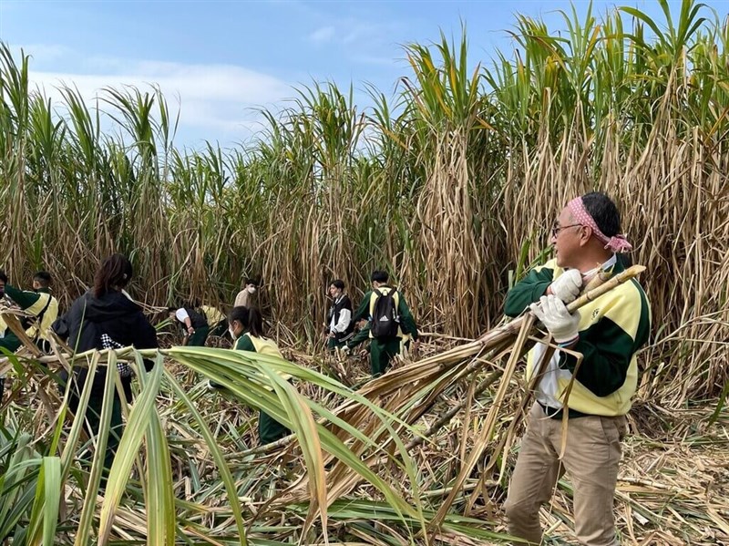 台湾糖業のサトウキビ農場でラム酒に使用するサトウキビを収穫する高雄餐旅大学の陳千浩副教授ら（台糖提供）