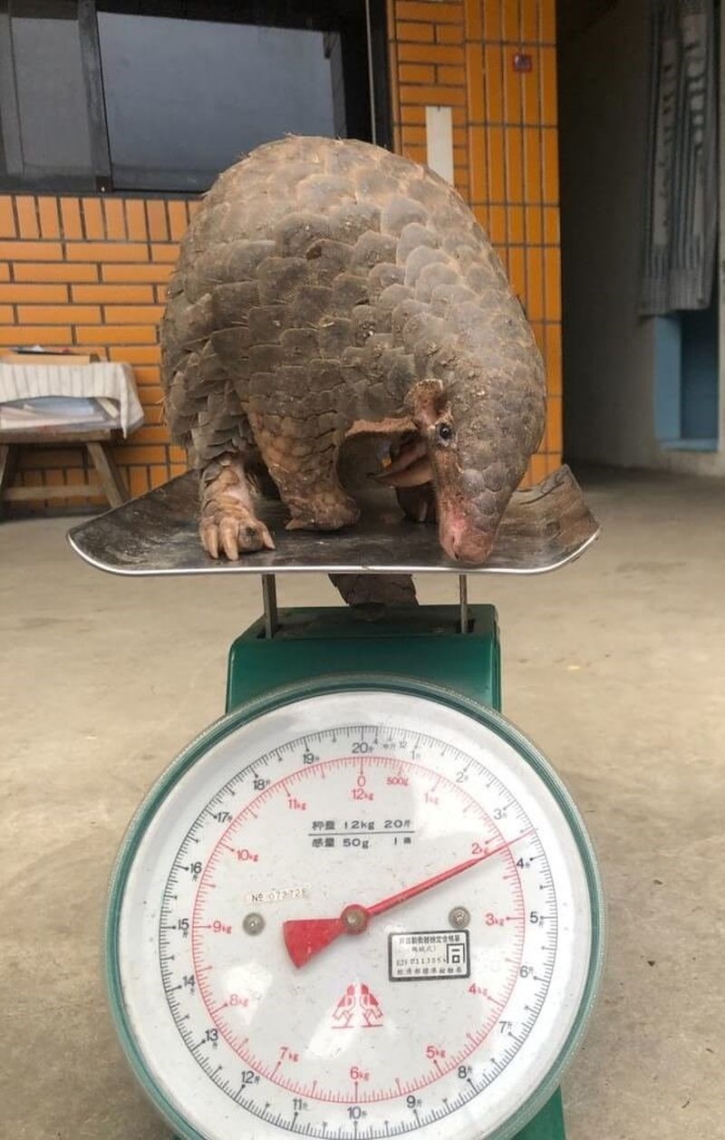 はかりに載せられるセンザンコウ（保護した許さん提供）