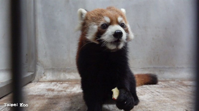 浜松市動物園から台北市立動物園にやって来た雄のレッサーパンダ「ミライ」（台北市立動物園提供）