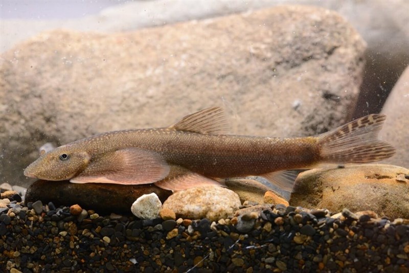 玉山周辺の河川で見つかったタニノボリの新種「ギョクサンタニノボリ」（玉山国家公園管理処提供）