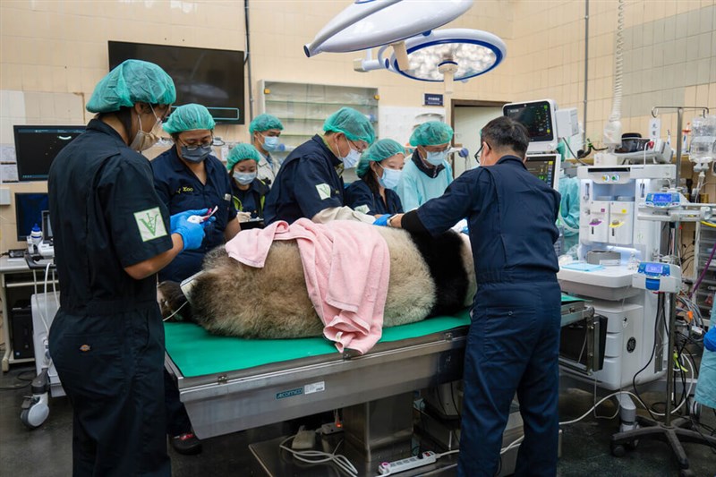 定期健康診断を受けるジャイアントパンダの円仔＝台北市立動物園提供