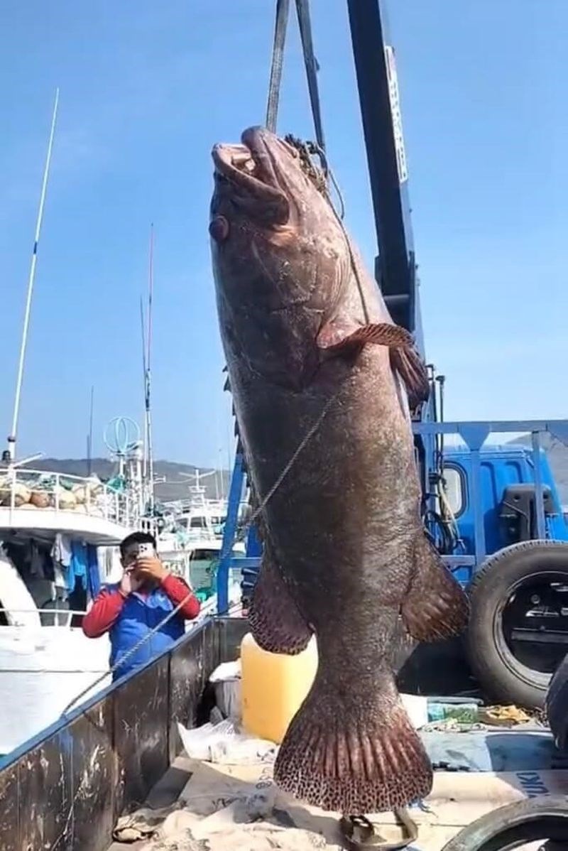 漁師が釣り上げた重さ約102キロのハタ（場面のスクリーンショット）