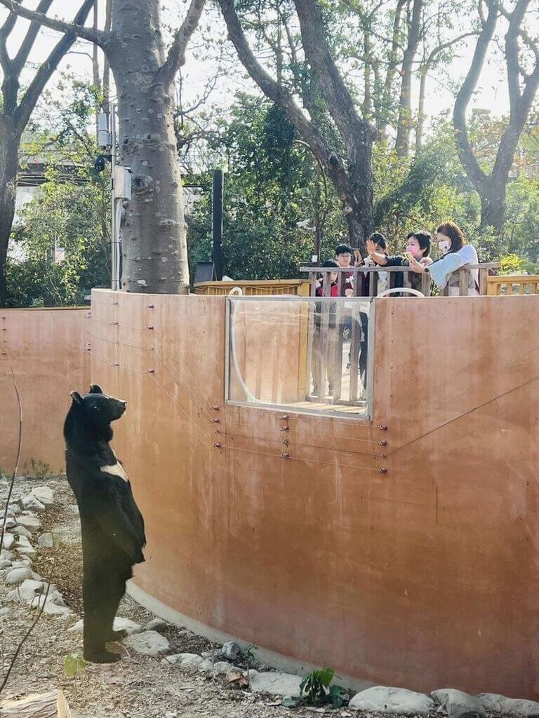 立ち姿で来園者と見合うタイワンツキノワグマの波比（寿山動物園提供）
