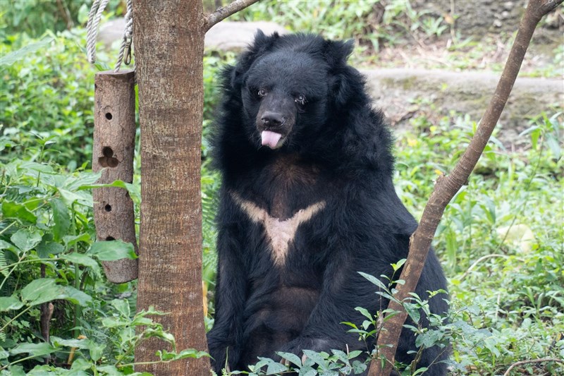 台北市立動物園で飼育していたツキノワグマ「小熊」（同園提供）