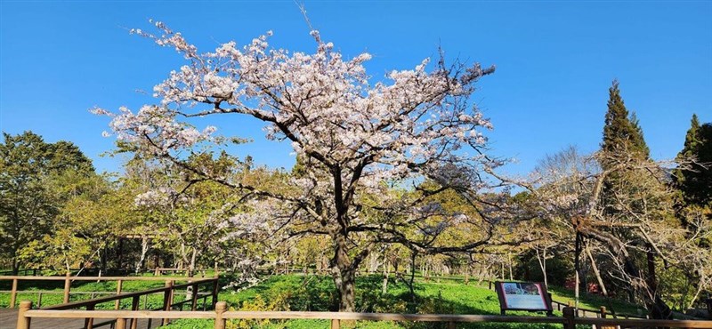 阿里山国家森林遊楽区の「桜王」＝農業部（農業省）林業・自然保育署嘉義分署提供