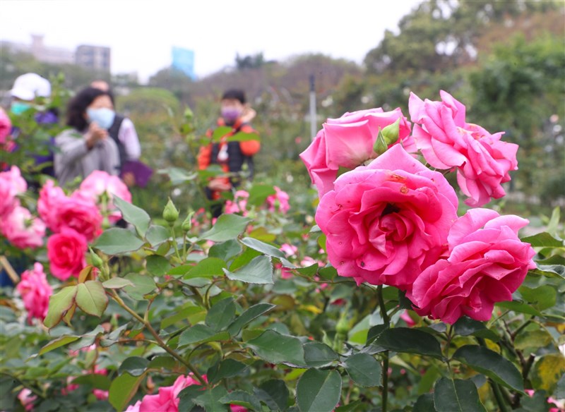 台北ローズフェスティバルが1日から台北市の花博公園新生園区で開かれ、8日には多くの行楽客でにぎわった＝謝佳璋撮影