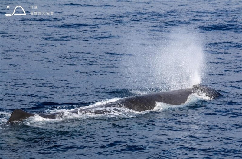 東部・花蓮県の清水断崖付近の海域で確認された体長約17メートルのマッコウクジラ＝クジラ観賞船業者「多羅満賞鯨」提供