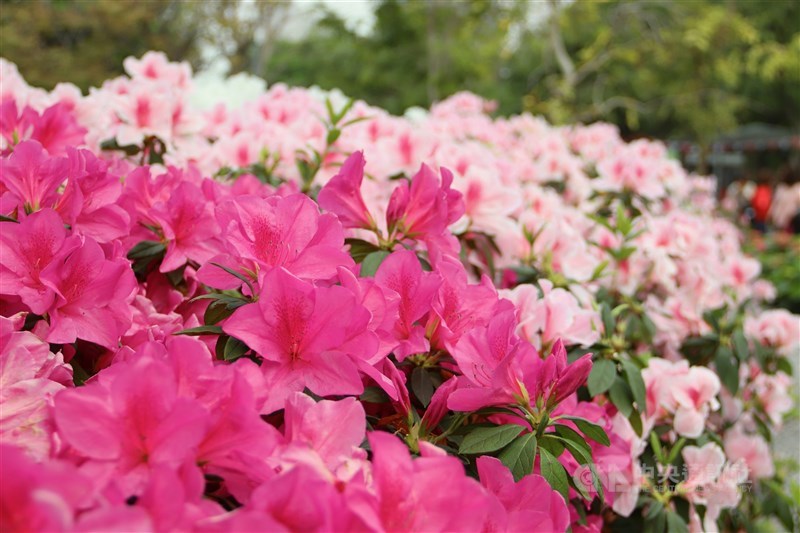 紫やピンクの色鮮やかなツツジ＝台北市で2024年3月16日、中村充孝撮影