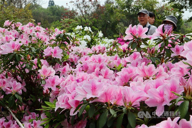 公園内の遊歩道に咲くツツジを鑑賞する市民＝台北市で2024年3月16日、中村充孝撮影