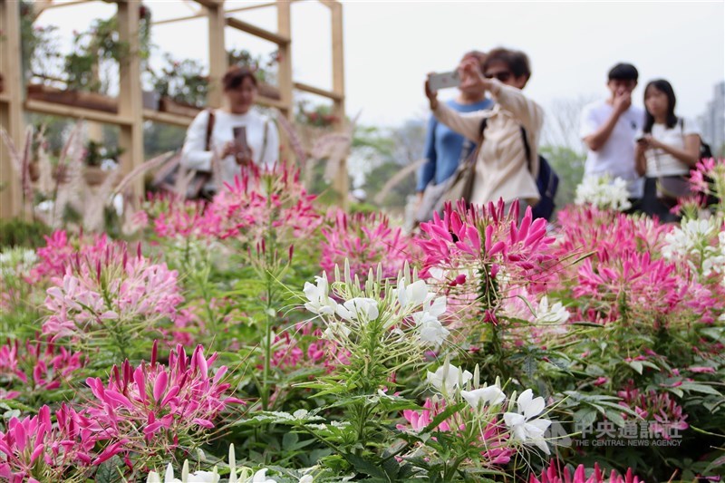 園内に咲いたクレオメを撮影する市民ら＝台北市で2024年3月16日、中村充孝撮影