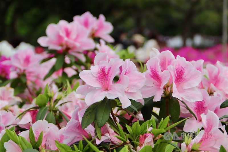 咲き誇るツツジ。台北市の花にも指定されている＝台北市で2024年3月16日、中村充孝撮影