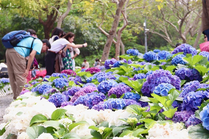 ツツジの他に、アジサイなども見頃を迎えている＝台北市で2024年3月16日、中村充孝撮影