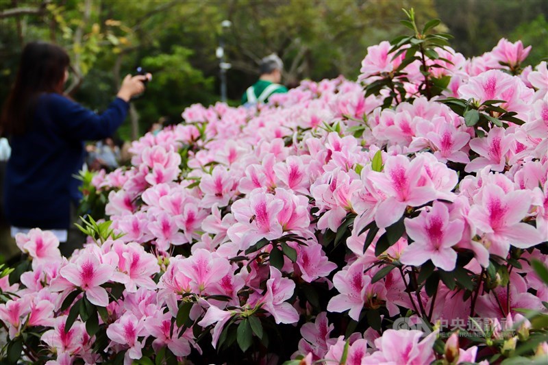多くの人がスマートフォンやカメラで撮影していた＝台北市で2024年3月16日、中村充孝撮影