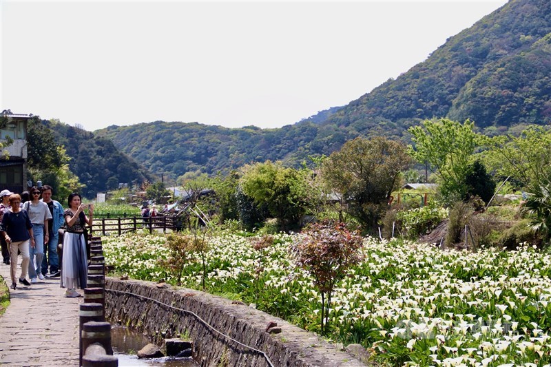 遊歩道からカラーを鑑賞したり撮影したりする来場者＝台北市で2024年3月22日、中村充孝撮影