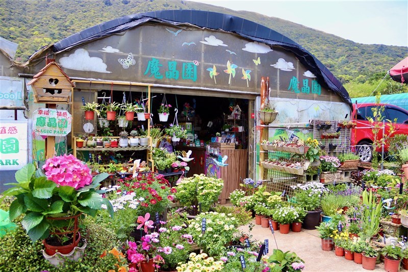 カラーの他にもさまざまな種類の花が栽培、販売されている＝台北市で2024年3月22日、中村充孝撮影