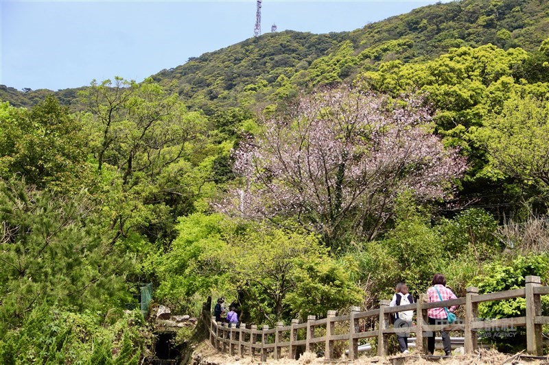 遊歩道脇には桜も開花しており、訪れた人たちが歩きながら眺めたり写真を撮ったりしていた＝台北市で2024年3月22日、中村充孝撮影