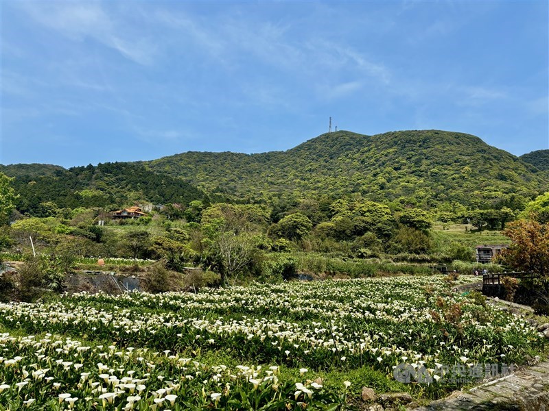 陽明山の麓で一面に咲くカラー＝台北市で2024年3月22日、中村充孝撮影