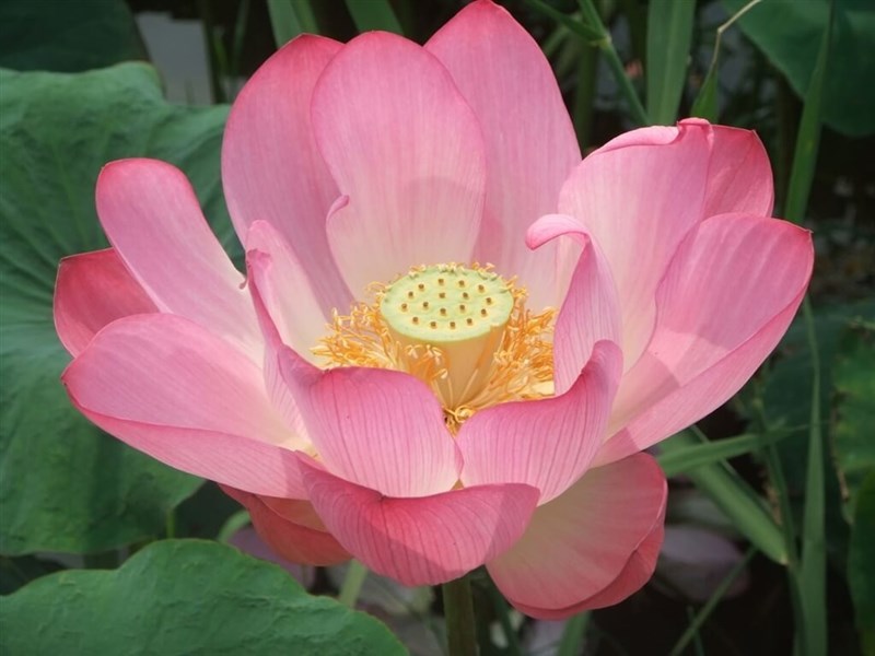 北部・新北市の湿地に咲くハスの花＝新北市政府高灘地工程管理処提供