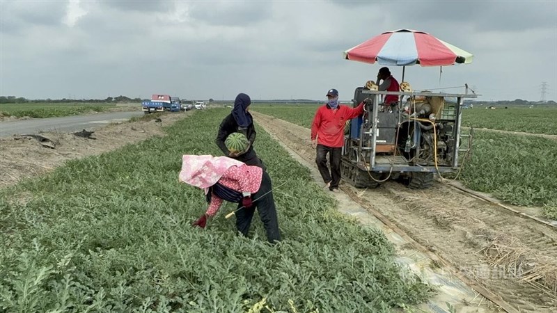 中部・雲林県でスイカを収穫する農家＝4月18日、中央社記者姜宜菁撮影