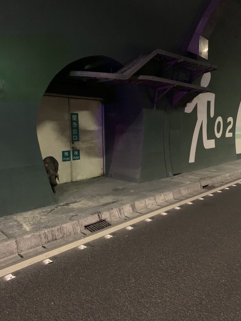 トラックから転落し、高速道路上を動き回るブタ＝国道公路警察局第五公路警察大隊提供