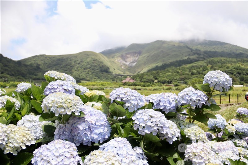 七星山の麓に咲くアジサイ＝台北市で2024年5月18日、中村充孝撮影