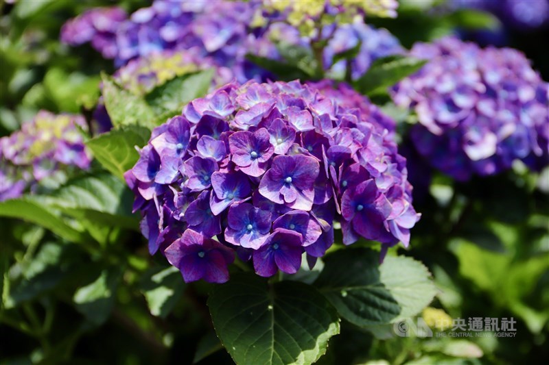 初夏を感じさせるアジサイ。鮮やかな紫色は特に目を引いた＝台北市で2024年5月18日、中村充孝撮影