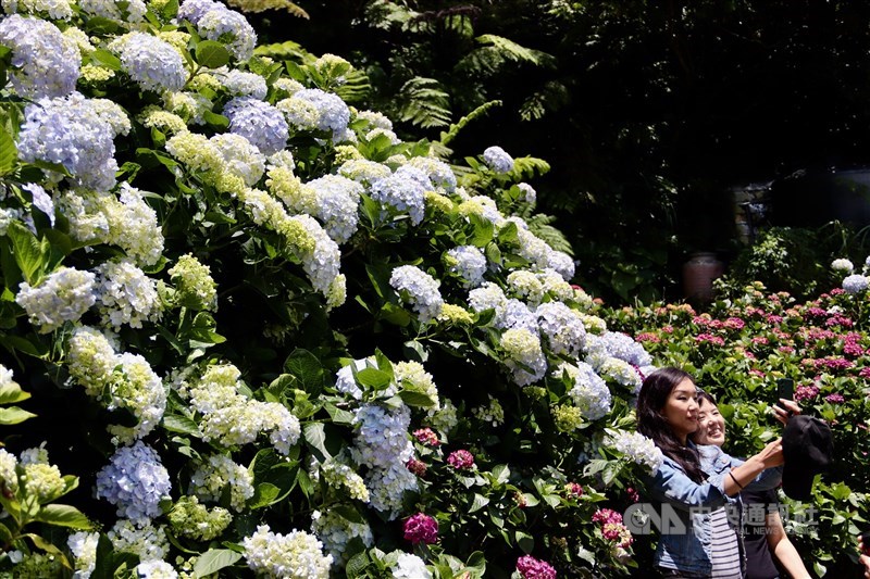 アジサイを背景に写真を撮る行楽客＝台北市で2024年5月18日、中村充孝撮影
