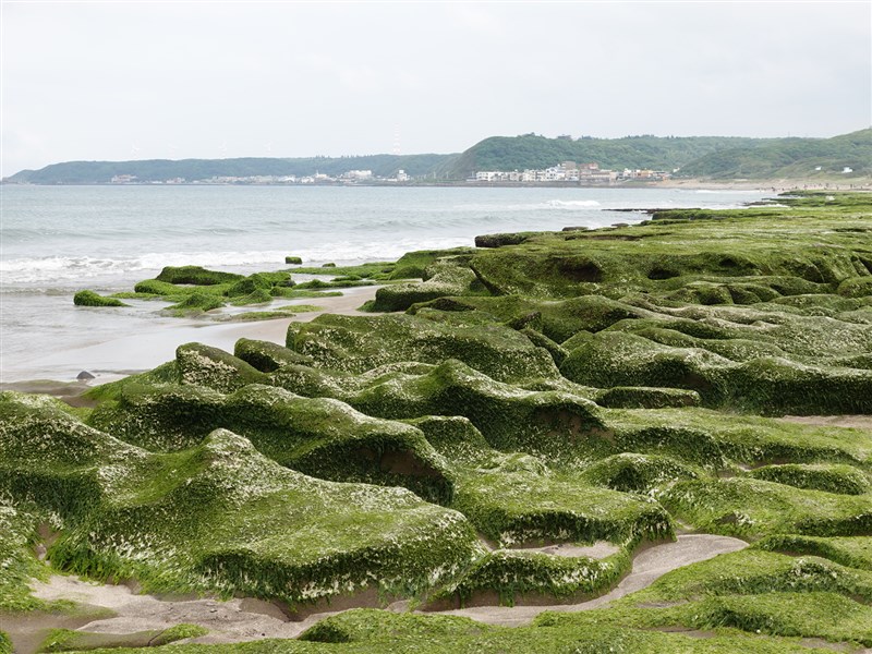 海岸が緑に染まる「老梅緑石槽」