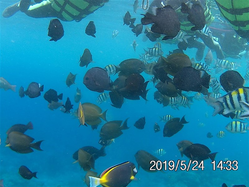 緑島でのシュノーケリングでの様子