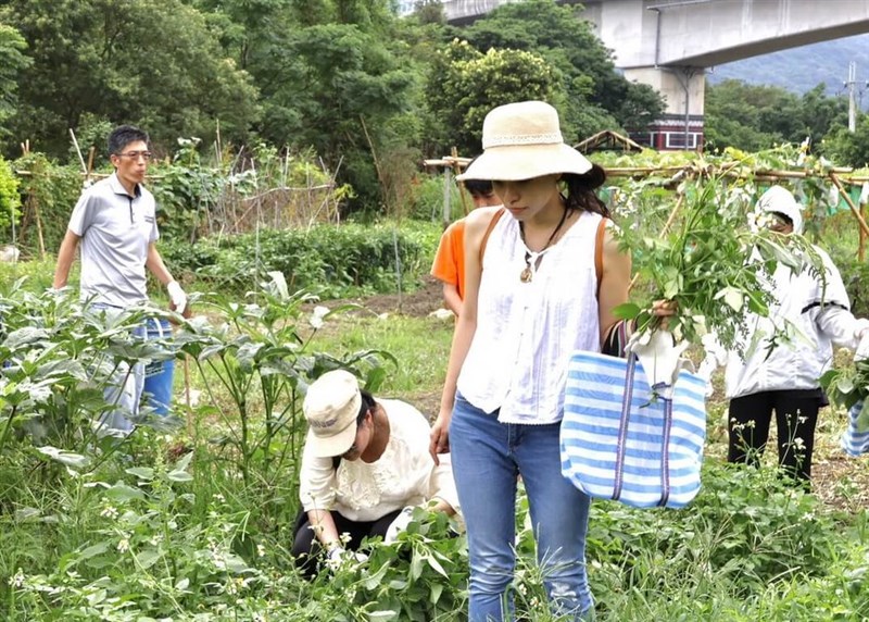 野菜の収穫を体験する参加者ら＝新北市政府原住民族行政局提供