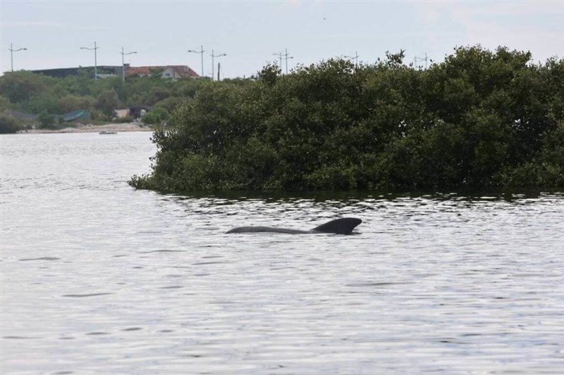 南部・屏東県大鵬湾で目撃されたゴンドウクジラとみられるクジラ＝海洋委員会海洋保育署提供