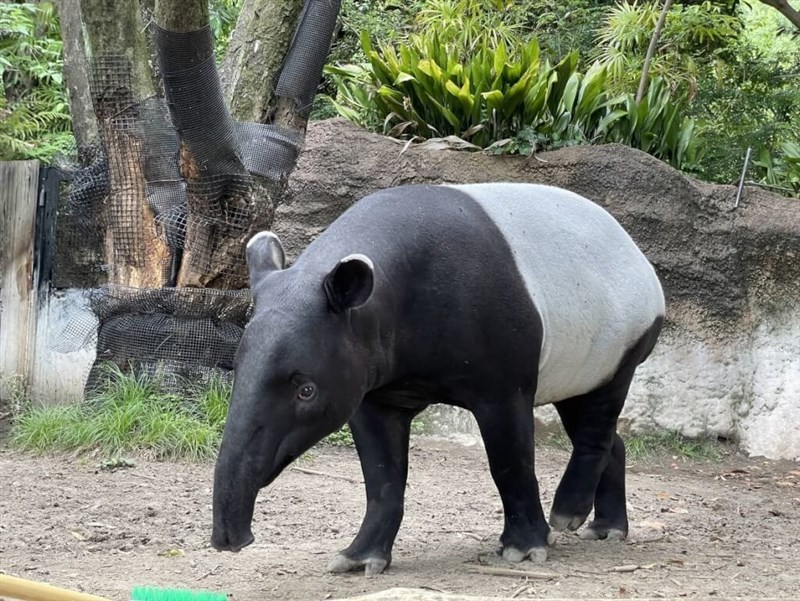 マレーバクのひでお（facebook.com/TaipeiZooから、よこはま動物園ズーラシア提供）