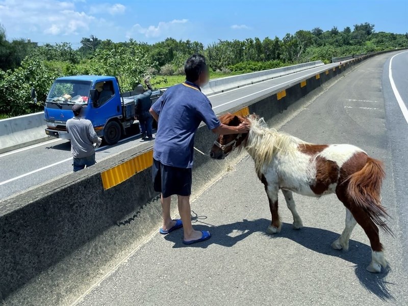 高速道路に進入したポニー＝苗栗県警察局提供