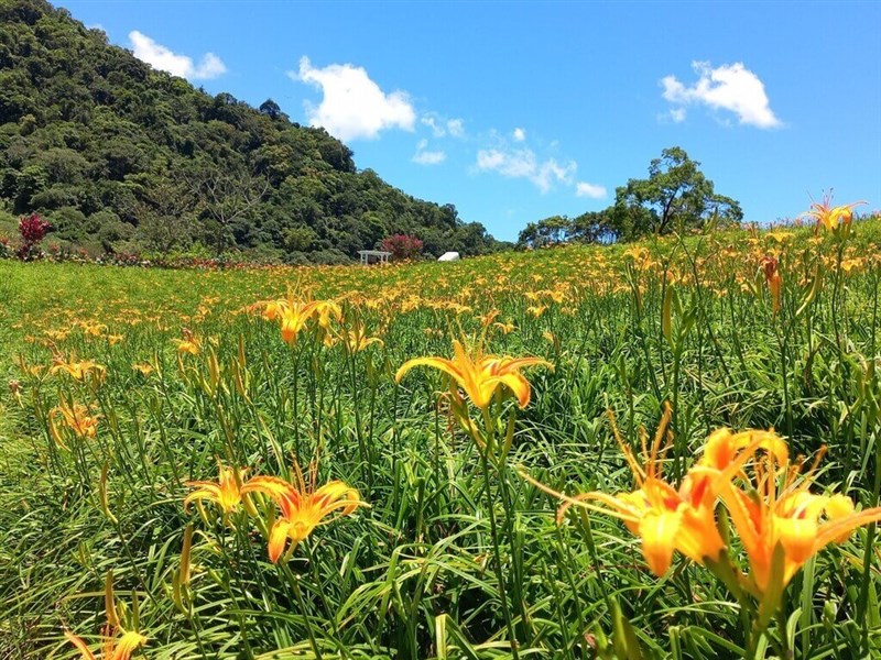 一面に広がるウコンカンゾウの花＝玉里鎮公所提供