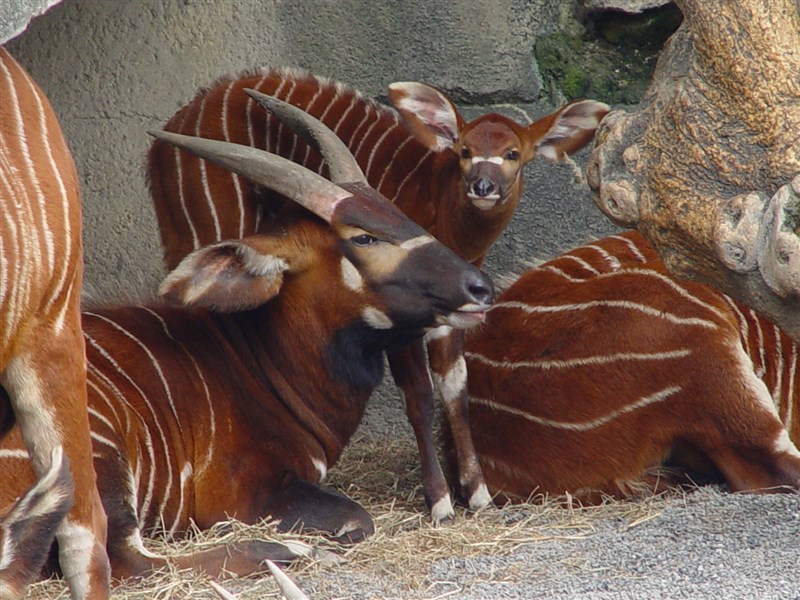 台北市立動物園で飼育するボンゴ＝同園提供