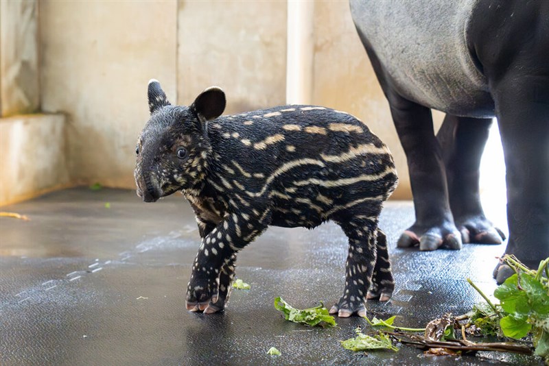 台北市立動物園に生まれたマレーバクの赤ちゃん、「莉姆路」（リムル）に名前が決定＝同園提供