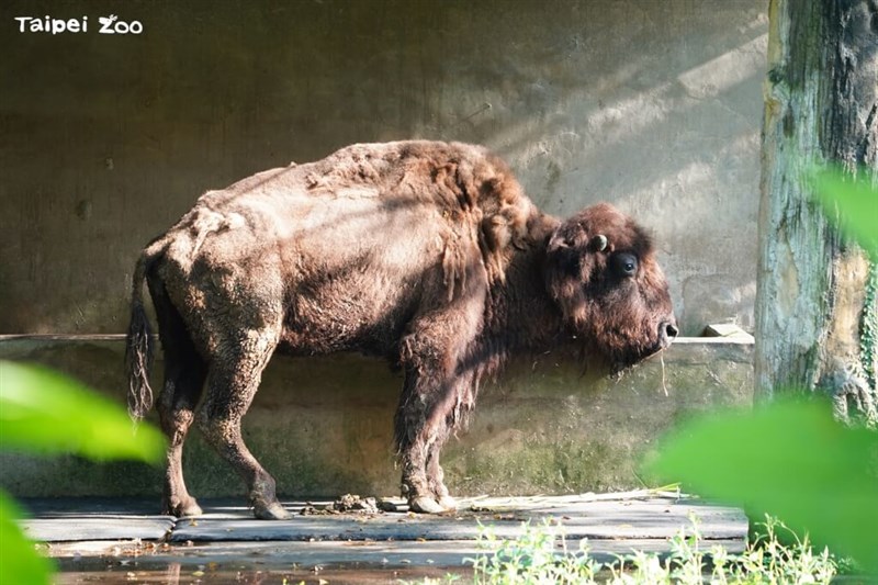 4日に24歳で死んだアメリカバイソンの「角娃」（台北市立動物園提供）