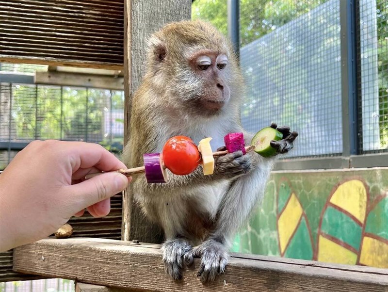 野菜や果物の串刺しを楽しむカニクイザル＝高雄市政府観光局提供