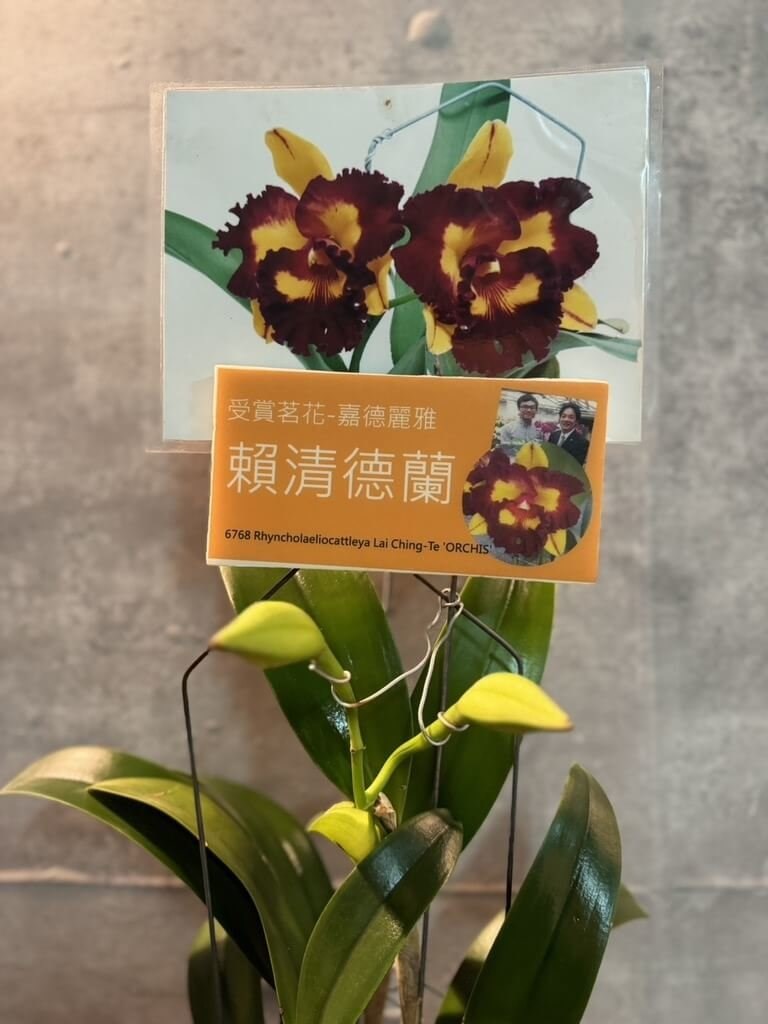 ラン展で展示される予定の「頼清徳蘭」＝蘭科植物園提供