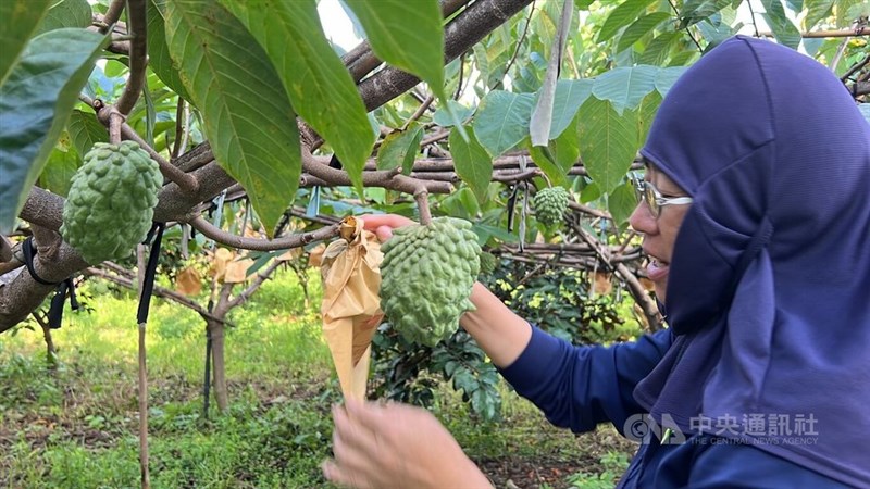 台風21号の接近を前にバンレイシにカバーをかける農家=2024年10月29日、中央社記者盧太城撮影